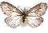  ( - CCDB-29455-H10)  @11 [ ] CreativeCommons - Attribution (2017) CBG Photography Group Centre for Biodiversity Genomics