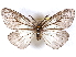  (Pirga cryptogena - CCDB-29455-H11)  @14 [ ] CreativeCommons - Attribution (2017) CBG Photography Group Centre for Biodiversity Genomics