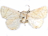  ( - CCDB-29456-E01)  @12 [ ] CreativeCommons - Attribution (2017) CBG Photography Group Centre for Biodiversity Genomics