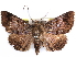  ( - CCDB-29456-G03)  @11 [ ] CreativeCommons - Attribution (2017) CBG Photography Group Centre for Biodiversity Genomics