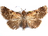  (Pseudogiria hypographa - CCDB-29456-H06)  @14 [ ] CreativeCommons - Attribution (2017) CBG Photography Group Centre for Biodiversity Genomics