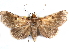 ( - CCDB-29456-H07)  @14 [ ] CreativeCommons - Attribution (2017) CBG Photography Group Centre for Biodiversity Genomics