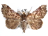  (Pseudogiria variabilis - CCDB-29456-H08)  @14 [ ] CreativeCommons - Attribution (2017) CBG Photography Group Centre for Biodiversity Genomics