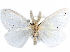  ( - CCDB-29457-A01)  @14 [ ] CreativeCommons - Attribution (2017) CBG Photography Group Centre for Biodiversity Genomics
