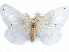  (Pirgula - CCDB-29457-A02)  @14 [ ] CreativeCommons - Attribution (2017) CBG Photography Group Centre for Biodiversity Genomics