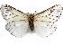  (Pirga - CCDB-29457-A03)  @14 [ ] CreativeCommons - Attribution (2017) CBG Photography Group Centre for Biodiversity Genomics