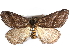  ( - CCDB-29457-A07)  @11 [ ] CreativeCommons - Attribution (2017) CBG Photography Group Centre for Biodiversity Genomics