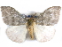  (Heteronygmia - CCDB-29457-A10)  @14 [ ] CreativeCommons - Attribution (2017) CBG Photography Group Centre for Biodiversity Genomics