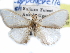  (Carpenterella - CCDB-29457-B03)  @11 [ ] CreativeCommons - Attribution (2017) CBG Photography Group Centre for Biodiversity Genomics