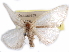 ( - CCDB-29457-B04)  @11 [ ] CreativeCommons - Attribution (2017) CBG Photography Group Centre for Biodiversity Genomics