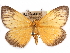  (Pseudobazisa - CCDB-29457-B06)  @14 [ ] CreativeCommons - Attribution (2017) CBG Photography Group Centre for Biodiversity Genomics