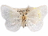  (Arctornis melanocraspis - CCDB-29457-C03)  @11 [ ] CreativeCommons - Attribution (2017) CBG Photography Group Centre for Biodiversity Genomics