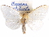  (Creagra - CCDB-29457-C05)  @11 [ ] CreativeCommons - Attribution (2017) CBG Photography Group Centre for Biodiversity Genomics