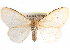 ( - CCDB-29457-C06)  @11 [ ] CreativeCommons - Attribution (2017) CBG Photography Group Centre for Biodiversity Genomics