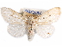  (Naroma - CCDB-29457-C07)  @15 [ ] CreativeCommons - Attribution (2017) CBG Photography Group Centre for Biodiversity Genomics