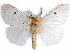  (Stracilla ghesquierei - CCDB-29457-C12)  @14 [ ] CreativeCommons - Attribution (2017) CBG Photography Group Centre for Biodiversity Genomics