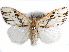  (Jacksoniana - CCDB-29457-D01)  @11 [ ] CreativeCommons - Attribution (2017) CBG Photography Group Centre for Biodiversity Genomics