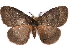  (Rhodopteriana distincta - CCDB-29457-D04)  @11 [ ] CreativeCommons - Attribution (2017) CBG Photography Group Centre for Biodiversity Genomics
