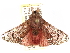  ( - CCDB-29458-A08)  @13 [ ] CreativeCommons - Attribution (2017) CBG Photography Group Centre for Biodiversity Genomics