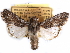  ( - CCDB-29458-D09)  @14 [ ] CreativeCommons - Attribution (2017) CBG Photography Group Centre for Biodiversity Genomics