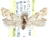 ( - CCDB-29459-A01)  @11 [ ] CreativeCommons - Attribution (2017) CBG Photography Group Centre for Biodiversity Genomics