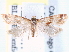  (Cochylis parallelana - CCDB-29459-A06)  @13 [ ] CreativeCommons - Attribution (2017) CBG Photography Group Centre for Biodiversity Genomics