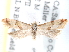  ( - CCDB-29459-A07)  @12 [ ] CreativeCommons - Attribution (2017) CBG Photography Group Centre for Biodiversity Genomics