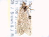  ( - CCDB-29459-B04)  @13 [ ] CreativeCommons - Attribution (2017) CBG Photography Group Centre for Biodiversity Genomics
