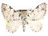  (Perizoma oxygramma - CCDB-29459-E03)  @15 [ ] CreativeCommons - Attribution (2017) CBG Photography Group Centre for Biodiversity Genomics