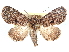  ( - CCDB-29459-G01)  @11 [ ] CreativeCommons - Attribution (2017) CBG Photography Group Centre for Biodiversity Genomics