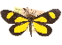  (Paratyria - CCDB-29481-A11)  @11 [ ] CreativeCommons - Attribution (2017) CBG Photography Group Centre for Biodiversity Genomics