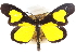  (Formiana - CCDB-29481-B02)  @11 [ ] CreativeCommons - Attribution (2017) CBG Photography Group Centre for Biodiversity Genomics