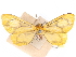  (Oncopus - CCDB-29481-B04)  @11 [ ] CreativeCommons - Attribution (2017) CBG Photography Group Centre for Biodiversity Genomics