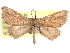  (Stenorrhoe - CCDB-29481-B10)  @11 [ ] CreativeCommons - Attribution (2017) CBG Photography Group Centre for Biodiversity Genomics