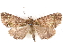  ( - CCDB-29481-C01)  @11 [ ] CreativeCommons - Attribution (2017) CBG Photography Group Centre for Biodiversity Genomics