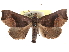  ( - CCDB-29481-D07)  @11 [ ] CreativeCommons - Attribution (2017) CBG Photography Group Centre for Biodiversity Genomics