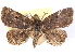  ( - CCDB-29481-E01)  @11 [ ] CreativeCommons - Attribution (2017) CBG Photography Group Centre for Biodiversity Genomics
