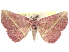  ( - CCDB-29481-E03)  @11 [ ] CreativeCommons - Attribution (2017) CBG Photography Group Centre for Biodiversity Genomics