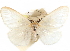  (Lepidopalpus - CCDB-29481-F05)  @11 [ ] CreativeCommons - Attribution (2017) CBG Photography Group Centre for Biodiversity Genomics