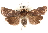  (Bityla defigurata - CCDB-29481-G10)  @11 [ ] CreativeCommons - Attribution (2017) CBG Photography Group Centre for Biodiversity Genomics