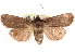  ( - CCDB-29481-G11)  @11 [ ] CreativeCommons - Attribution (2017) CBG Photography Group Centre for Biodiversity Genomics