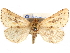 ( - CCDB-29481-H01)  @11 [ ] CreativeCommons - Attribution (2017) CBG Photography Group Centre for Biodiversity Genomics