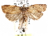  ( - CCDB-29481-H11)  @11 [ ] CreativeCommons - Attribution (2017) CBG Photography Group Centre for Biodiversity Genomics