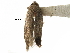  ( - CCDB-29482-A08)  @11 [ ] CreativeCommons - Attribution (2017) CBG Photography Group Centre for Biodiversity Genomics
