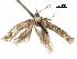  ( - CCDB-29482-A09)  @11 [ ] CreativeCommons - Attribution (2017) CBG Photography Group Centre for Biodiversity Genomics