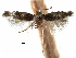  ( - CCDB-29482-B07)  @11 [ ] CreativeCommons - Attribution (2017) CBG Photography Group Centre for Biodiversity Genomics