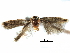  ( - CCDB-29482-B11)  @11 [ ] CreativeCommons - Attribution (2017) CBG Photography Group Centre for Biodiversity Genomics