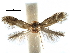  ( - CCDB-29482-C01)  @12 [ ] CreativeCommons - Attribution (2017) CBG Photography Group Centre for Biodiversity Genomics