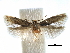  ( - CCDB-29482-C02)  @13 [ ] CreativeCommons - Attribution (2017) CBG Photography Group Centre for Biodiversity Genomics