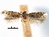 ( - CCDB-29482-C05)  @11 [ ] CreativeCommons - Attribution (2017) CBG Photography Group Centre for Biodiversity Genomics